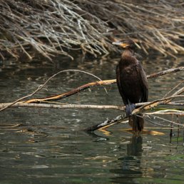 Cormorant at Tonaquint Nature Center Pond Cormorant at Tonaquint Nature Center Pond
