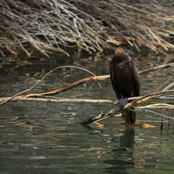 Tonaquint Nature Center - Cormorant at Tonaquint Nature Center Pond - Parks Near Me - St. George, Utah Tonaquint Nature Center - Cormorant at Tonaquint Nature Center Pond - Parks Near Me - St. George, Utah