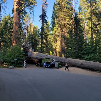 Sequoia National Park's Tunnel Log by null