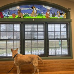 Animal Hospital of Rye