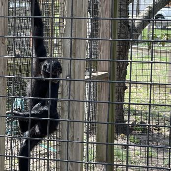 Scovill Children's Zoo - Spider Monkey - Zoos Near Me - Decatur, Illinois Scovill Children's Zoo - Spider Monkey - Zoos Near Me - Decatur, Illinois