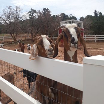 Holmstead Ranch Resort - Petting zoo, go say hi to these guys! - Resorts Near Me - Central, Utah Holmstead Ranch Resort - Petting zoo, go say hi to these guys! - Resorts Near Me - Central, Utah