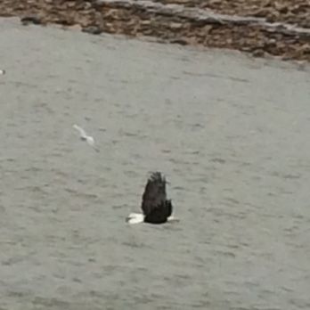 SpringHill Suites by Marriott Lawrence Downtown - One of the bald eagles we saw from our room. - Hotels Near Me - Lawrence, Kansas SpringHill Suites by Marriott Lawrence Downtown - One of the bald eagles we saw from our room. - Hotels Near Me - Lawrence, Kansas