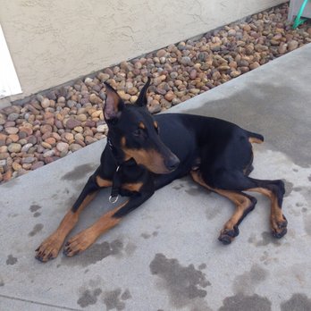 Specialty Dog Training - Pet Training Near Me - Oceanside, California