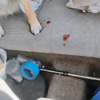 Well Mannered Bullies - Bloody car seat from taking the dog home from Well Mannered Bullies. - Pet Training Near Me Well Mannered Bullies - Bloody car seat from taking the dog home from Well Mannered Bullies. - Pet Training Near Me