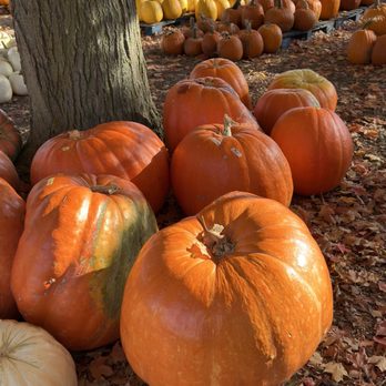 Dinges Farms - Farmers Market Near Me - Three Oaks, Michigan