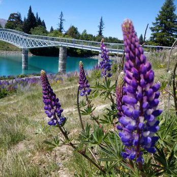 Lake Tekapo - Lakes Near Me - Lake Tekapo, CAN Lake Tekapo - Lakes Near Me - Lake Tekapo, CAN