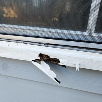 Bad Dog Enterprise - Pest Control Near Me - Deerfield Beach, Florida