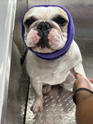 Bath Package - Bath package : Bath (Shampoo-Conditioner)
Fluff out drying
Regular brushing
Partial face trim
Nail clipping & filing
Trim sanitary area & pawpads
Paws moisturizing ointment
Ear cleaning & plucking
Expression of the anal glands (if required)
Bandana or bow
Perfume
ALL OUR PRODUCTS ARE HYPOALLARGENIC Bath Package - Bath package : Bath (Shampoo-Conditioner)
Fluff out drying
Regular brushing
Partial face trim
Nail clipping & filing
Trim sanitary area & pawpads
Paws moisturizing ointment
Ear cleaning & plucking
Expression of the anal glands (if required)
Bandana or bow
Perfume
ALL OUR PRODUCTS ARE HYPOALLARGENIC