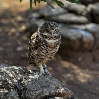 Phoenix Zoo - Burrowing owl - Zoos Near Me - Phoenix, Arizona