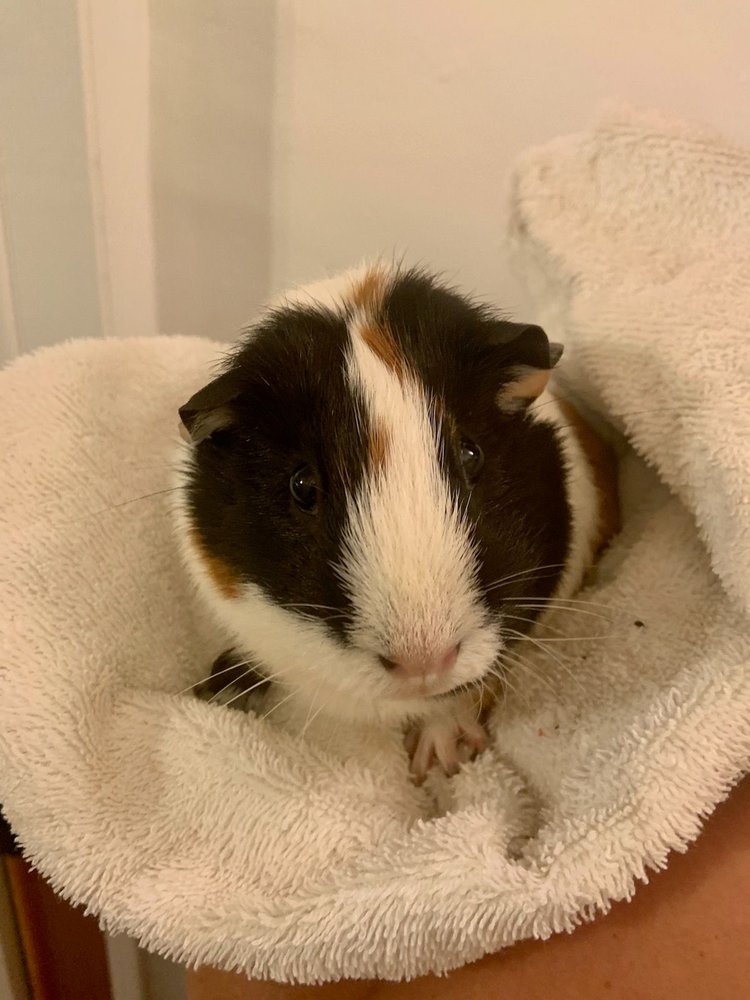 PRESIDENTIAL VETERINARY CENTER Updated October 2024 18 Photos & 31