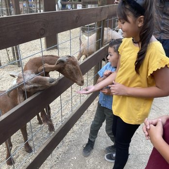 Live Oak Canyon Pumpkin Patch and Christmas Tree Farm - Animal feeding - Christmas Trees Near Me - Redlands, California Live Oak Canyon Pumpkin Patch and Christmas Tree Farm - Animal feeding - Christmas Trees Near Me - Redlands, California