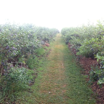 Ingalls Blueberry Hill - The view uphill. - Pick Your Own Farms Near Me - Milford, New York Ingalls Blueberry Hill - The view uphill. - Pick Your Own Farms Near Me - Milford, New York