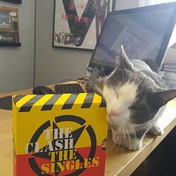 Speed City Records - We have the coolest shop cat in town!