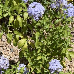 Franciscan Renewal Center - Plumbago auriculata, the cape leadwort, [2] blue plumbago or Cape plumbago
