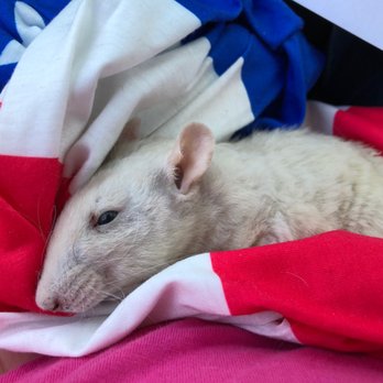 De Anza Veterinary Clinic - My Peanut after he passed :( - Veterinarians Near Me - Cupertino, California