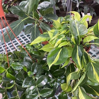 Armstrong Garden Centers - Nurseries & Gardening Near Me - Monrovia, California