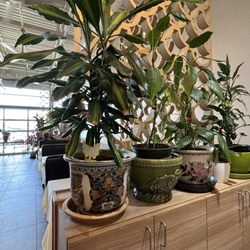 Hao Hao Chinese - Plants