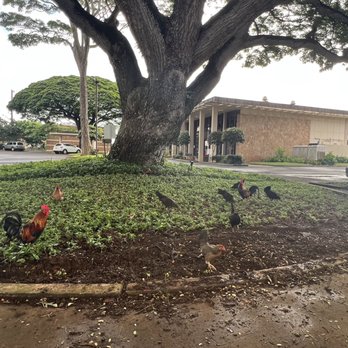 Aloha Craft Cafe - Cute place to watch the roosters n hens too! - Sandwiches Near Me - Lihue, Hawaii