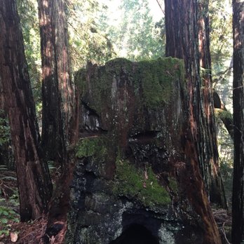 Samuel P Taylor State Park - Mossy stump - Parks Near Me - Lagunitas, California Samuel P Taylor State Park - Mossy stump - Parks Near Me - Lagunitas, California