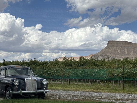 Restoration Vineyards by null