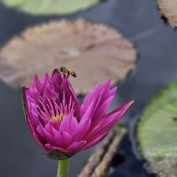 Naples Botanical Garden - Flower with a bee on it