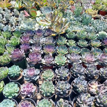 Hashimoto Nursery - Home & Garden Near Me - Los Angeles, California Hashimoto Nursery - Home & Garden Near Me - Los Angeles, California