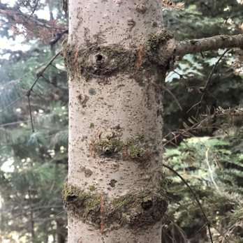 Heaps Peak Arboretum  - Aspen with moss - Botanical Gardens Near Me - Lake Arrowhead, California
