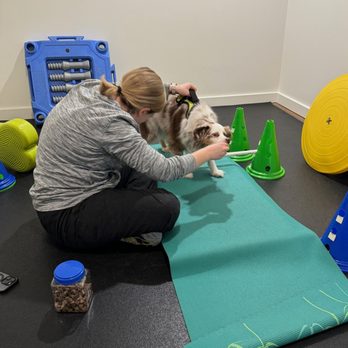 Canine PT and Me - Logan walking on uneven surface - Animal Physical Therapy Near Me Canine PT and Me - Logan walking on uneven surface - Animal Physical Therapy Near Me