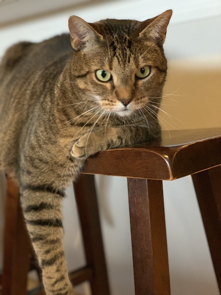 AFFORDABLE VET CARE 74 Photos & 51 Reviews Veterinarians 22 E