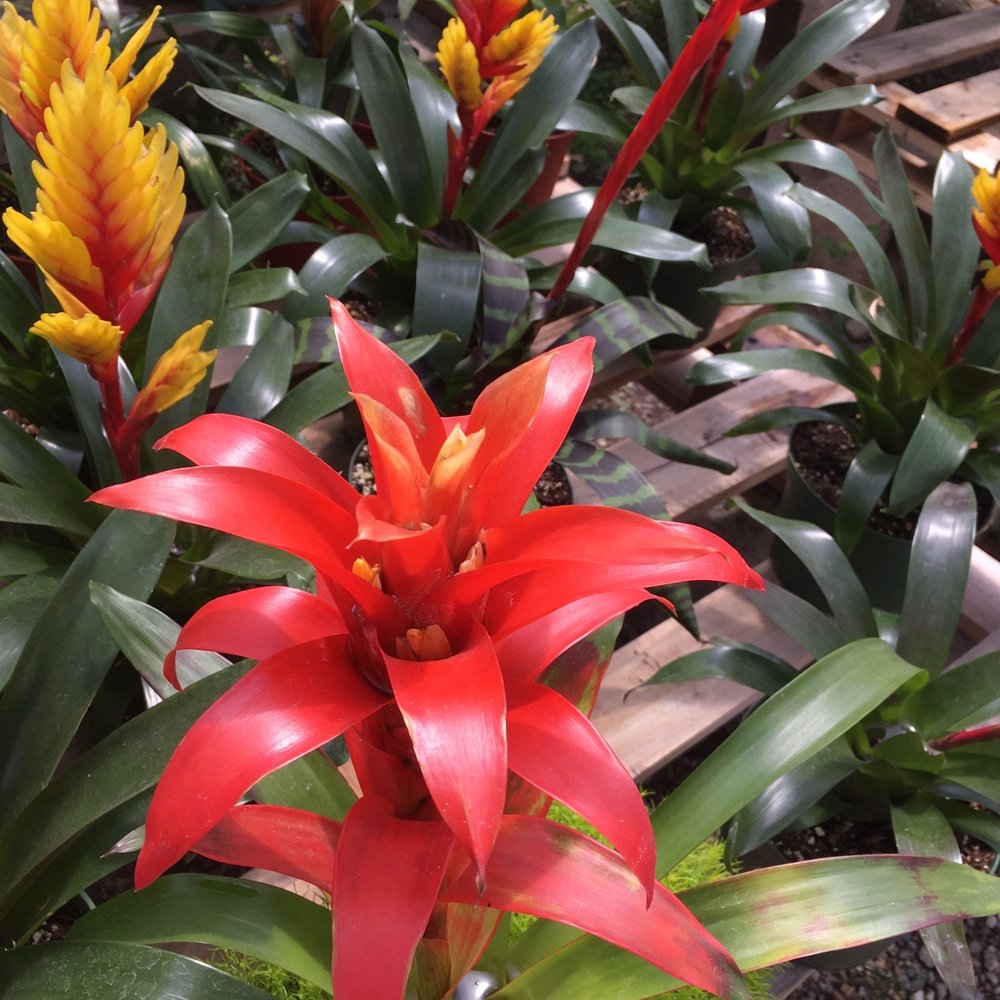 Garibaldo's Nursery - Nurseries & Gardening Near Me - Bellflower, California