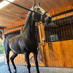 Royal Ranch