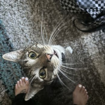 Gentle Care Pet Clinic - Wyatt - Veterinarians Near Me - Long Beach, California