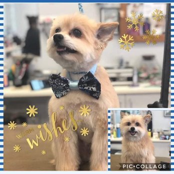 Jessica's Doggie Spa - Pet Groomers Near Me Jessica's Doggie Spa - Pet Groomers Near Me