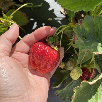 Chao’s Strawberries - Fruits & Veggies Near Me - Brentwood, California Chao’s Strawberries - Fruits & Veggies Near Me - Brentwood, California