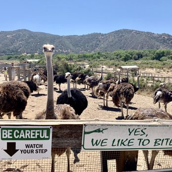 Ostrichland USA - Ostriches bite! - Attraction Farms Near Me - Solvang, California Ostrichland USA - Ostriches bite! - Attraction Farms Near Me - Solvang, California
