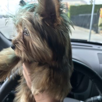 Royalty Pet Care - Pet Groomers Near Me - Pasadena, California