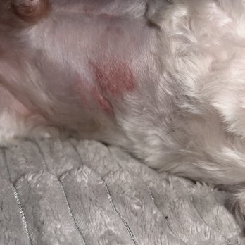 Paw House - Bad burn - Pet Groomers Near Me - Cypress, California Paw House - Bad burn - Pet Groomers Near Me - Cypress, California