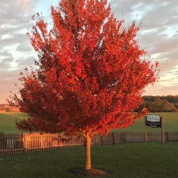 The Destination - Beautiful views like this red maple in the front yard of the B&B - Venues & Event Spaces Near Me - Salem, Indiana