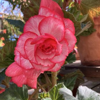 Raleigh Rose Garden - A rose is a rose... - Community Gardens Near Me - Raleigh, North Carolina Raleigh Rose Garden - A rose is a rose... - Community Gardens Near Me - Raleigh, North Carolina