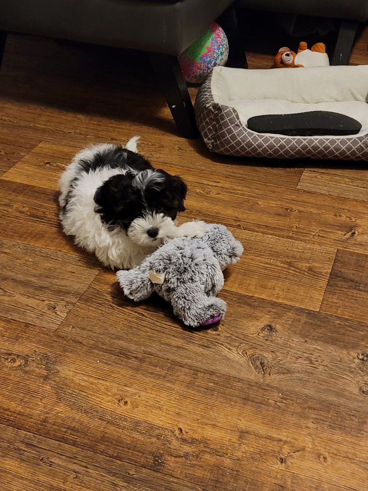 FRISKY DREAM PUPPIES Updated August 2024 11 Photos 476 Ragstone