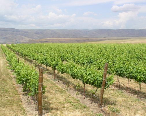 Clearwater Canyon Cellars by null