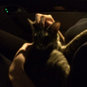 East Beach - This is our cat, Chloe. On our way to the beach at night, all dressed like hobos and without another soul all around us. - Beaches Near Me - Santa Barbara, California East Beach - This is our cat, Chloe. On our way to the beach at night, all dressed like hobos and without another soul all around us. - Beaches Near Me - Santa Barbara, California