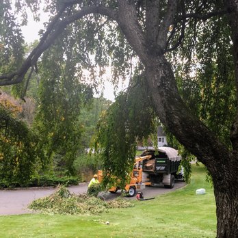 Tony's Tree Service & Landscaping - Tree service - Tree Services Near Me Tony's Tree Service & Landscaping - Tree service - Tree Services Near Me
