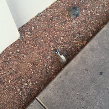 Jack in the Box - Fast Food Near Me - Glendale, Arizona
