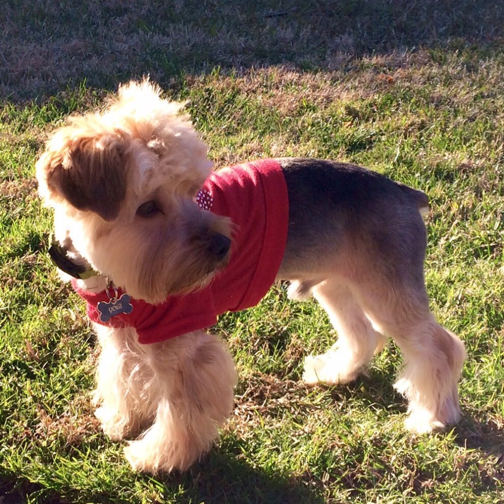 Petco - Jeanette did a beautiful job grooming our little pup - Pet Stores Near Me - Redding, California