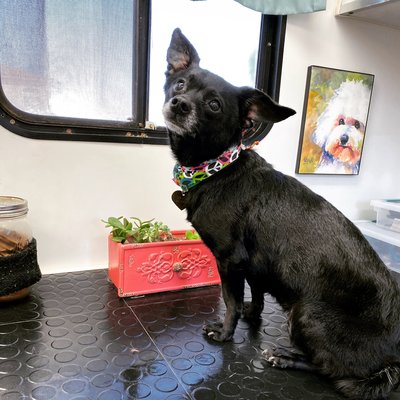 pup n suds mobile grooming