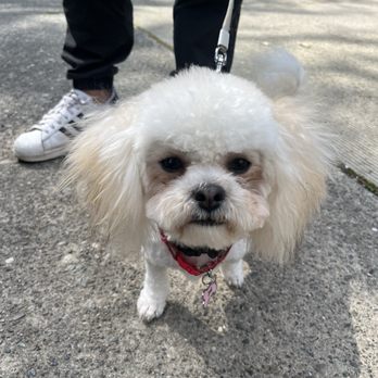 Earthwise Pet - Toffee - after haircut - Pet Stores Near Me - Seattle, Washington Earthwise Pet - Toffee - after haircut - Pet Stores Near Me - Seattle, Washington