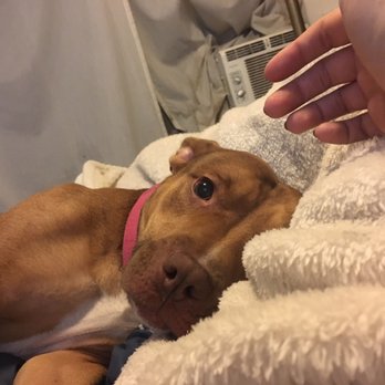 Seattle Animal Shelter - Can we cuddle? - Animal Shelters Near Me - Seattle, Washington Seattle Animal Shelter - Can we cuddle? - Animal Shelters Near Me - Seattle, Washington