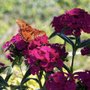Tryphena's Garden